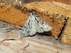 Acronicta cuspis