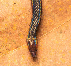 Pseudorabdion collaris