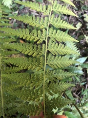 Microlepia nepalensis