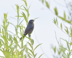 Cyanoloxia brissonii