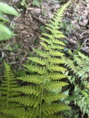 Microlepia nepalensis