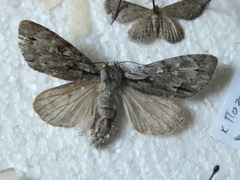 Acronicta cuspis