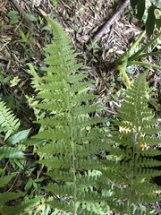 Microlepia nepalensis