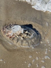 Rhopilema verrilli