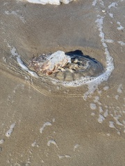 Rhopilema verrilli