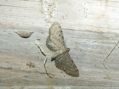 Eupithecia selinata