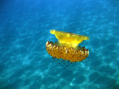Fried Egg Jelly (Cotylorhiza tuberculata)