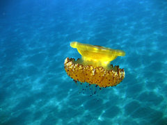 Cotylorhiza tuberculata