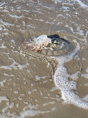 Rhopilema verrilli