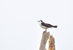 Fluvicola albiventer