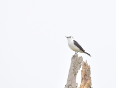 Fluvicola albiventer