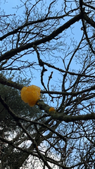 Tremella mesenterica