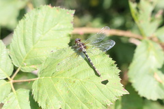 Gomphomacromia paradoxa