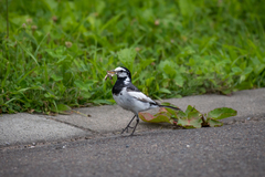 Motacilla alba