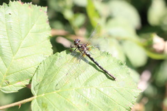 Gomphomacromia paradoxa