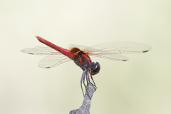 Aethriamanta circumsignata