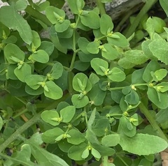 Euphorbia peplus