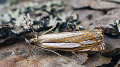 Crambus silvella