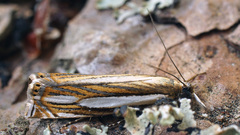 Crambus silvella