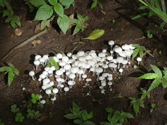 Agaricales