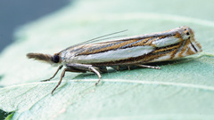 Crambus silvella