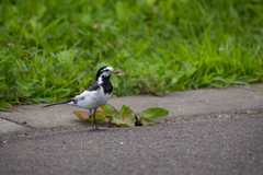 Motacilla alba