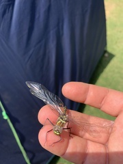 Phyllomacromia picta