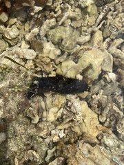 Holothuria atra