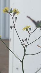 Asteraceae