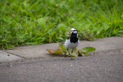 Motacilla alba