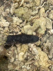 Holothuria atra