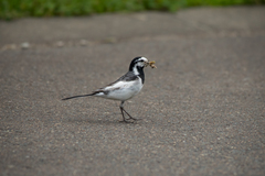 Motacilla alba
