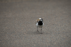 Motacilla alba