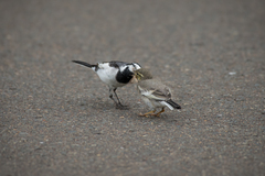 Motacilla alba