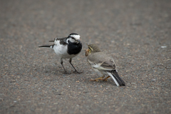 Motacilla alba