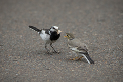 Motacilla alba