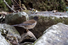 Turdus pallidus