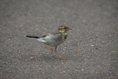 Motacilla alba