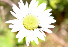Bilyaxia concinna