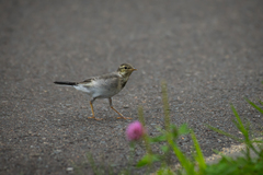 Motacilla alba