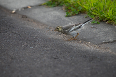 Motacilla alba