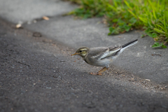 Motacilla alba