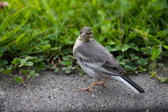 Motacilla alba