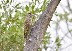 Dryobates spilogaster