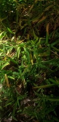 Thuarea involuta