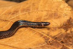 Pseudorabdion longiceps