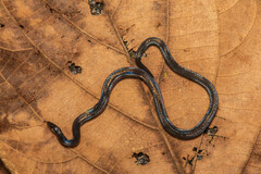 Pseudorabdion longiceps