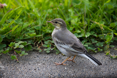 Motacilla alba