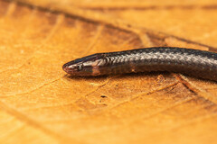 Pseudorabdion longiceps