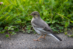 Motacilla alba